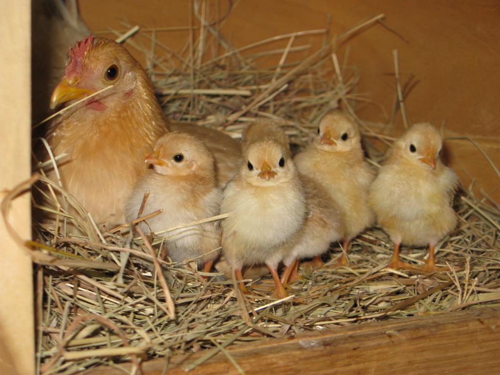 104426_chickens_055.jpg