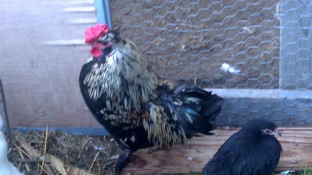 104437_my_little_rooster.jpg