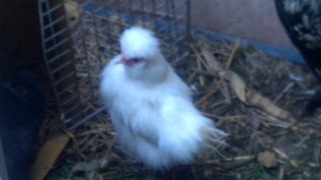 104437_our_white_silkie_girl.jpg