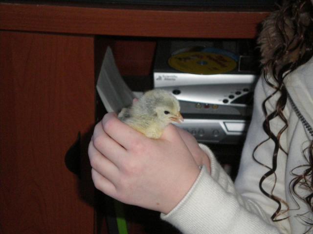 10451_chicks2.jpg