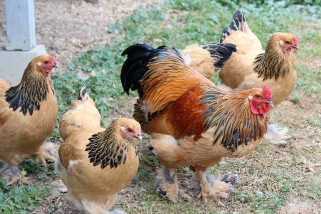 104630_rooster4.jpg