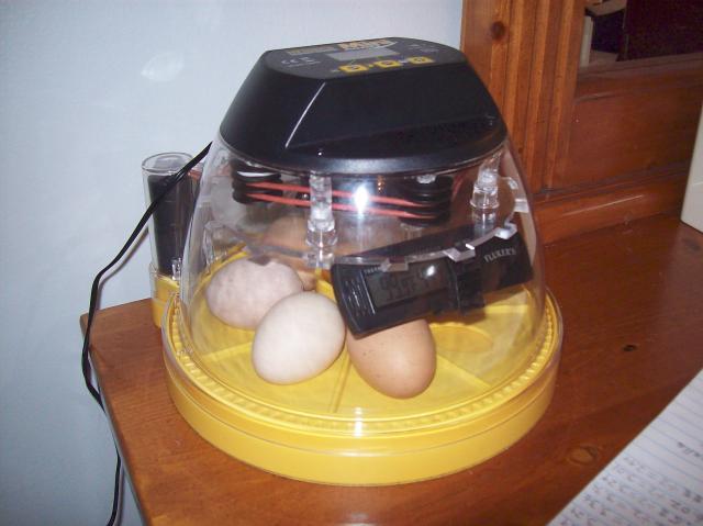 104737_incubator_2_less_eggs.jpg