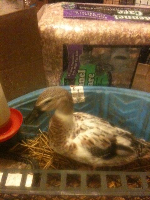 104771_duck.jpg