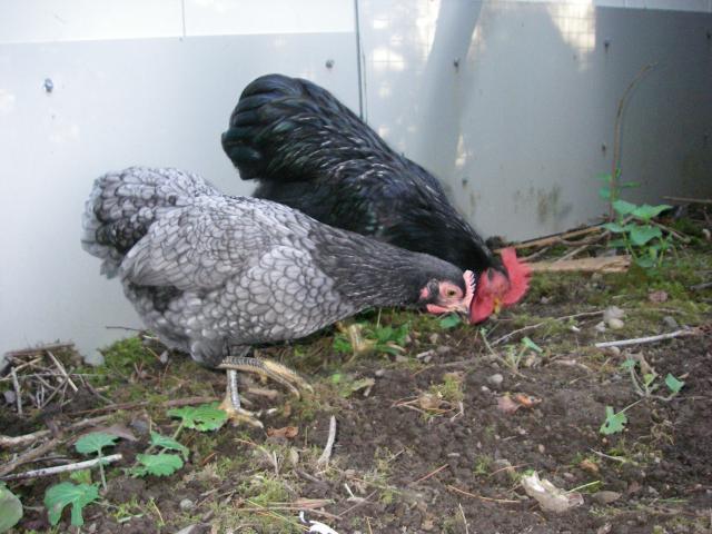 104774_imgp1129.jpg