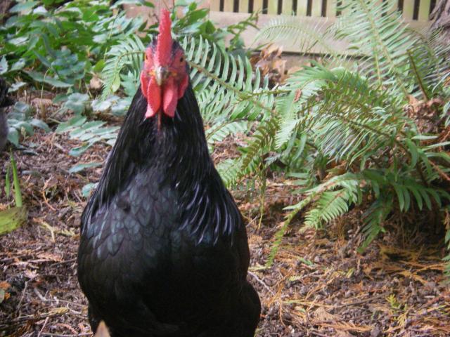 104774_imgp1270.jpg