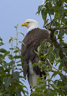 104779_baldeagle.jpg