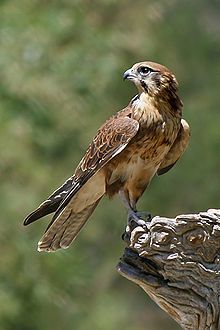 104779_falcon.jpg