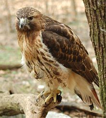 104779_hawkie.jpg