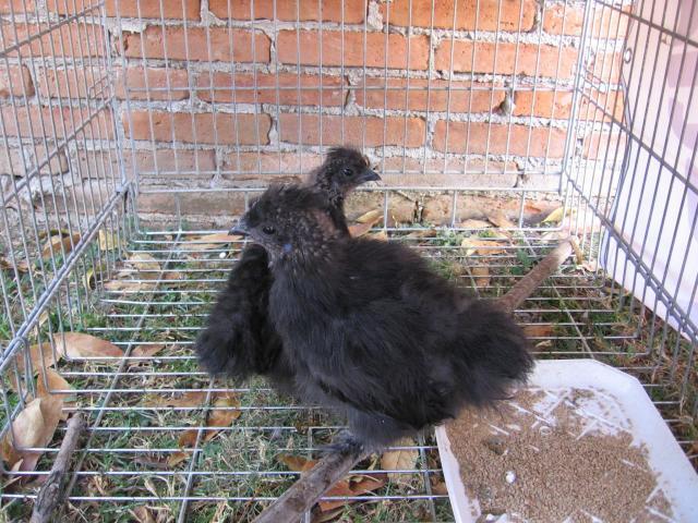 104844_chicks10wks.jpg