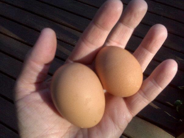 104998_first_eggs.jpg
