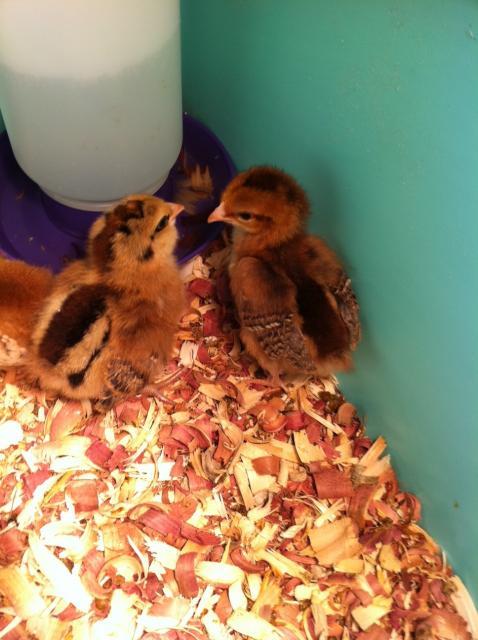 10505_chicks1.jpg