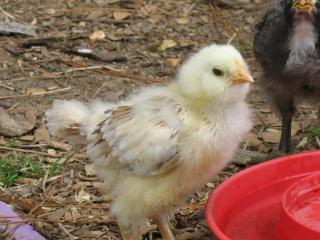 10506_2009_chicks_006.jpg