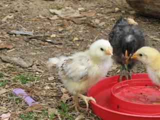 10506_2009_chicks_008.jpg