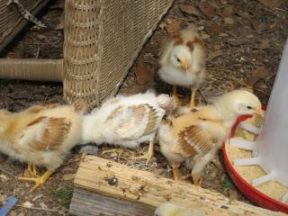 10506_2009_chicks_027.jpg