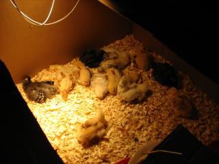 10506_2009_chicks_030.jpg