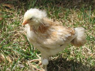 10506_2009_chicks_040.jpg