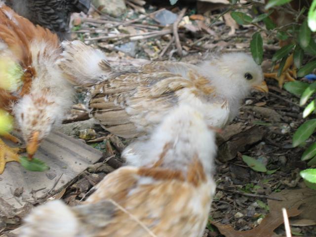 10506_2009_chicks_041.jpg