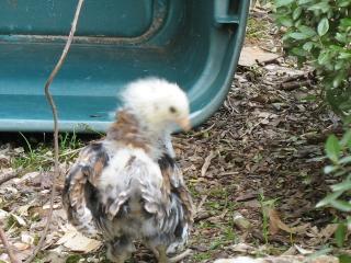 10506_2009_chicks_046.jpg