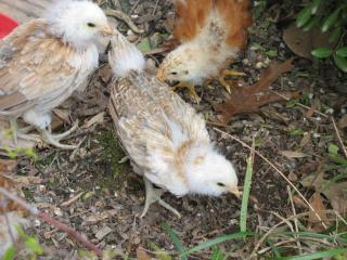 10506_2009_chicks_048.jpg
