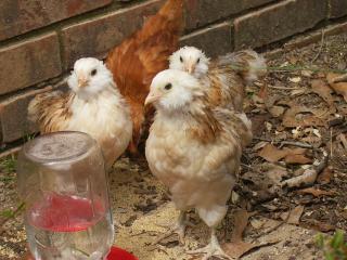 10506_2009_chicks_058.jpg