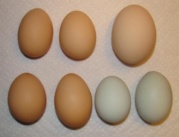 10514_hugeegg.jpg