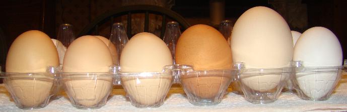 10514_hugeegg1.jpg