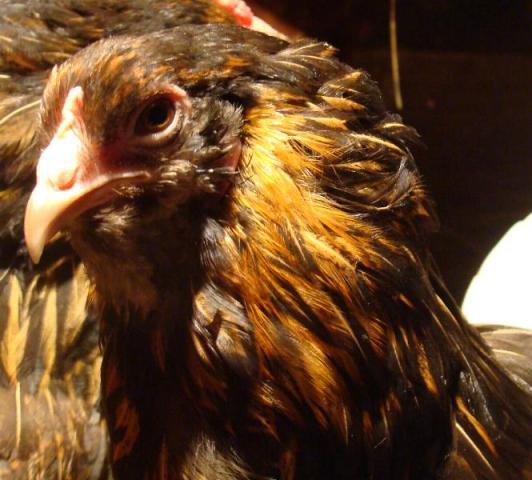 10514_hugeegg5.jpg