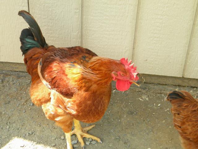 105187_rooster.jpg