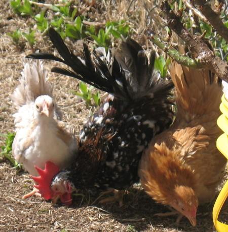 10523_seramas042010.jpg