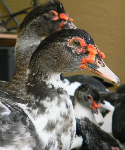 105277_resized1.jpg
