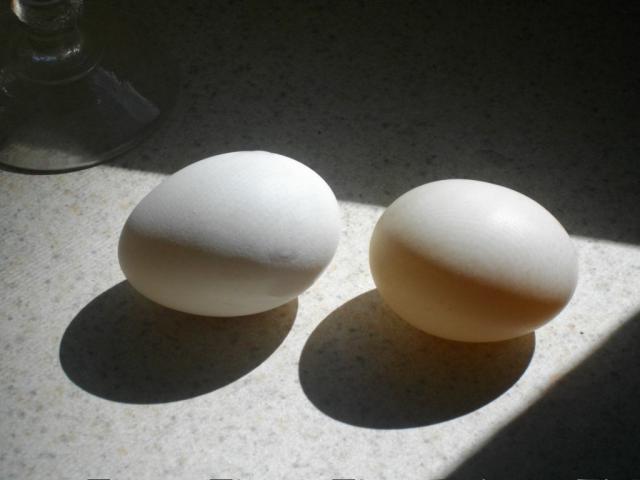 105307_egg3.jpg