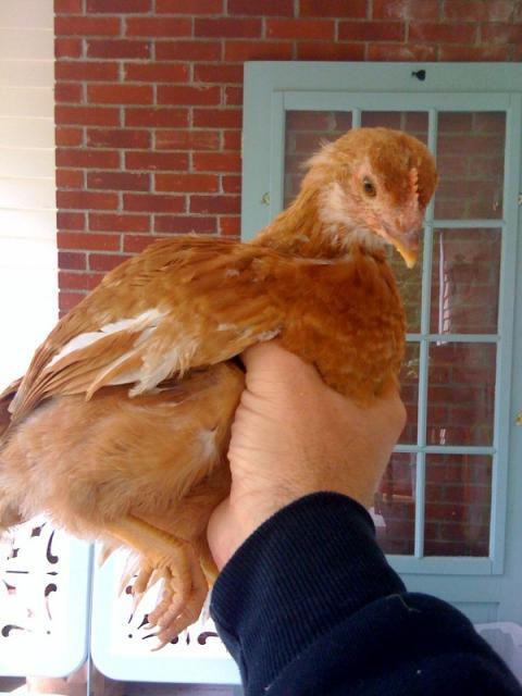 10535_chick1.jpg