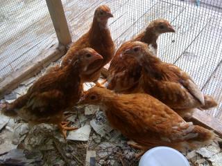 10535_chicks2.jpg