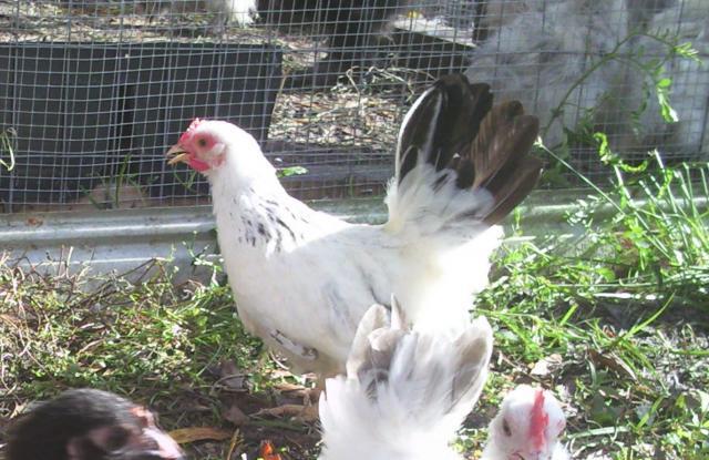 105510_assortedbantams.jpg