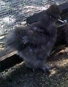 105510_hays_silkie.jpg