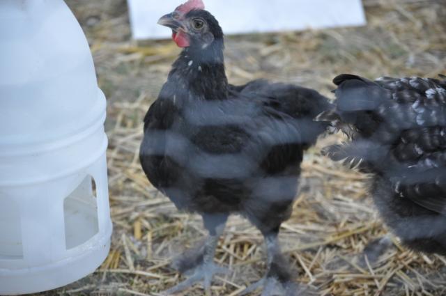 105515_black_copper_marans_1.jpg