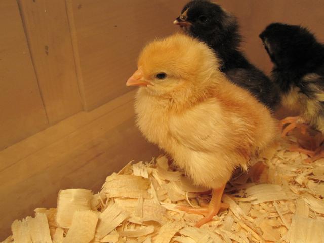 105540_chick_pix_018.jpg