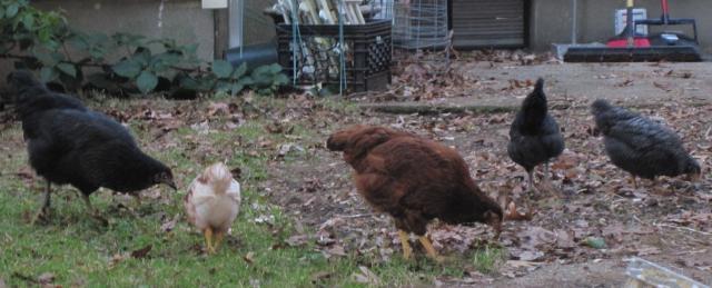 105540_chickens_11-10_015.jpg