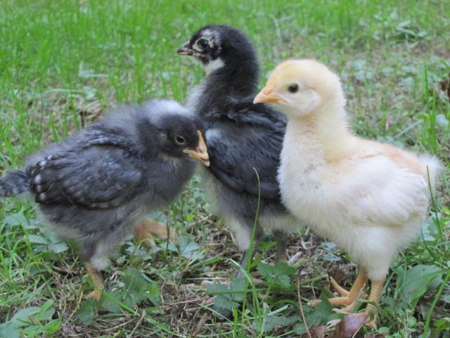 105540_free_range_chicks_005.jpg
