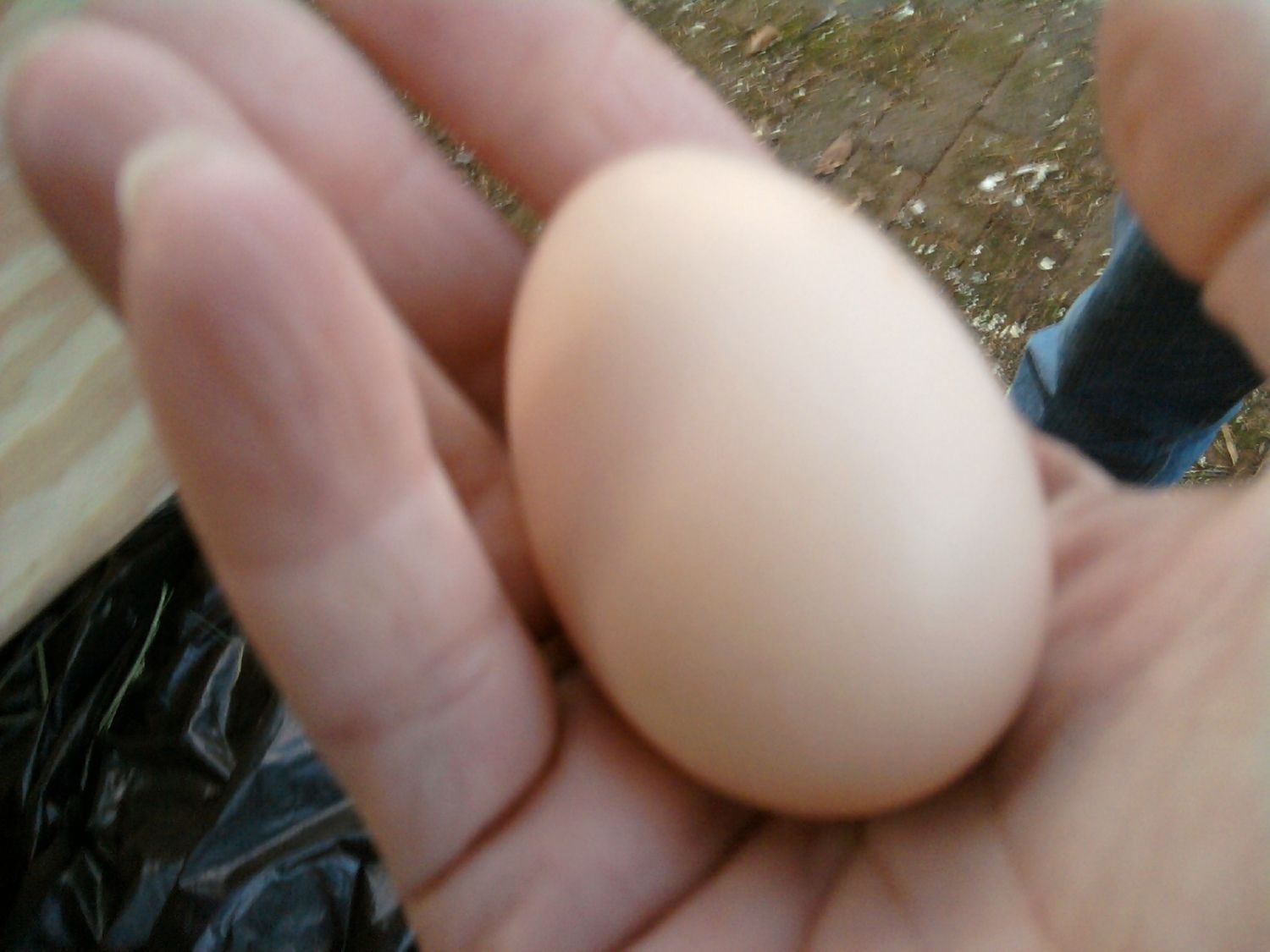 105540_gladysfirstegg.jpg