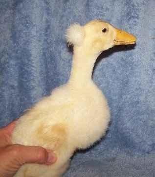 10556_whitecrestedducklingeggbid.jpg