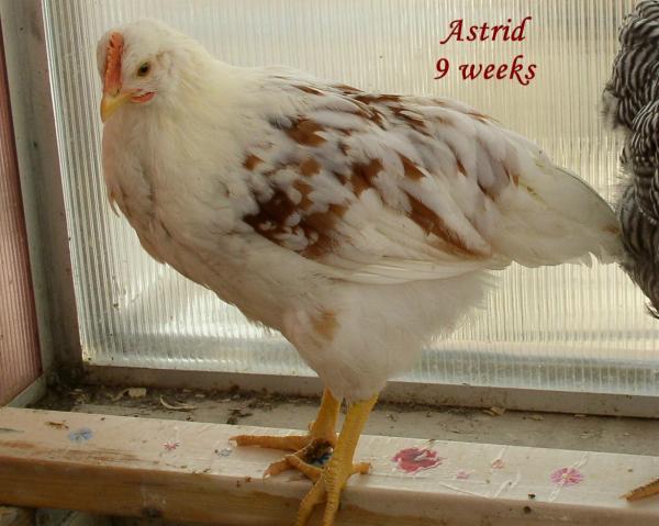105574_astrid_121211t.jpg