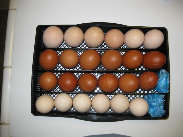 105574_img_0933.jpg