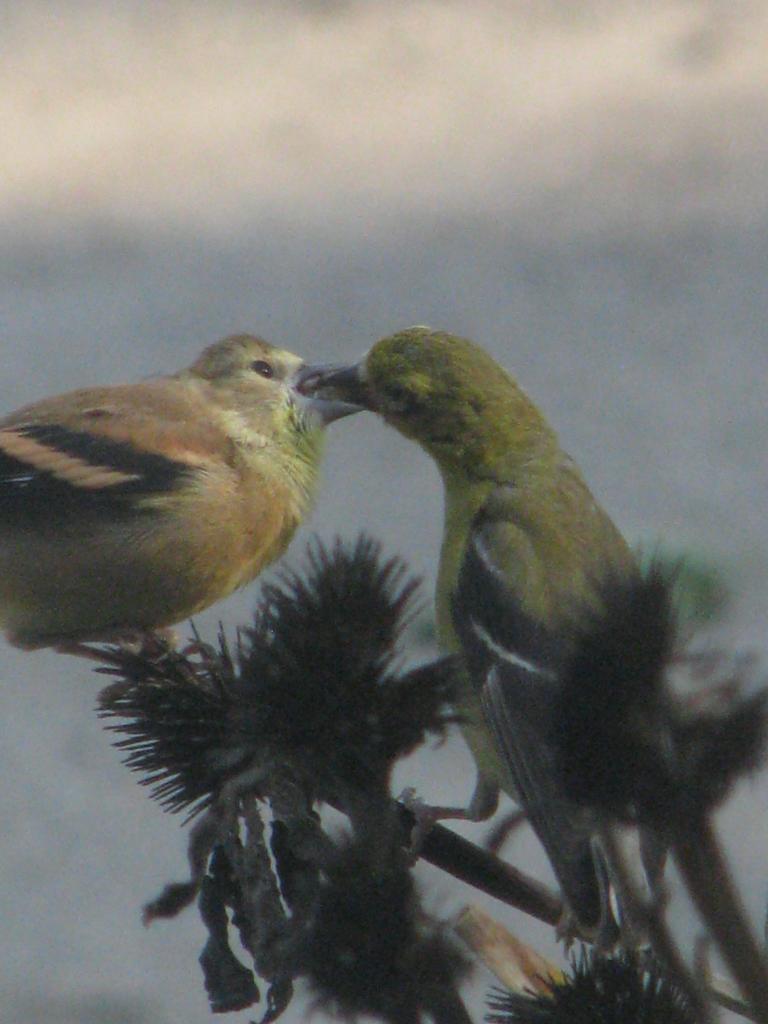 105605_birdy.jpg