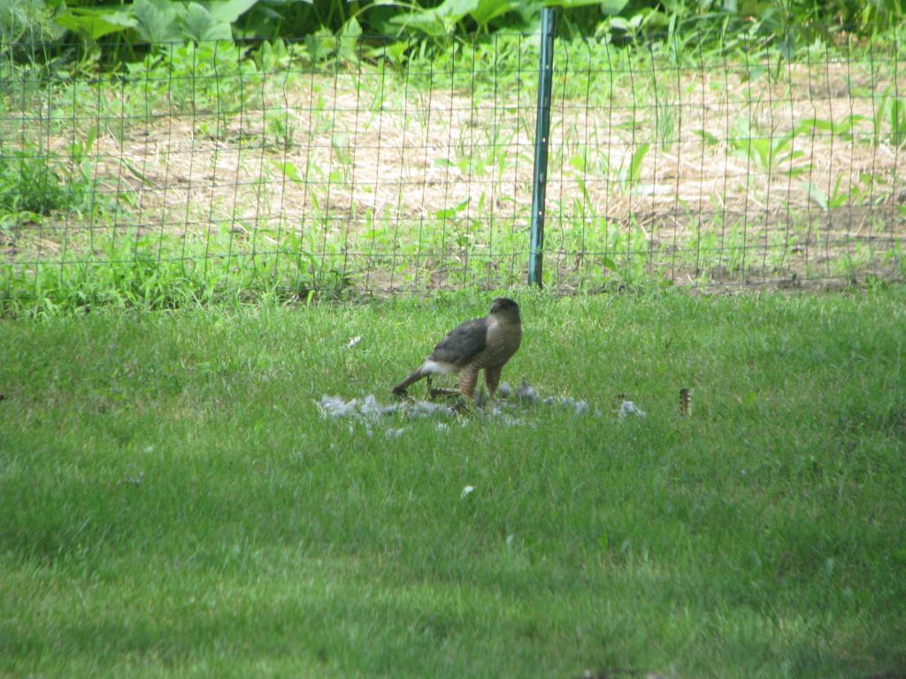 105605_hawk.jpg
