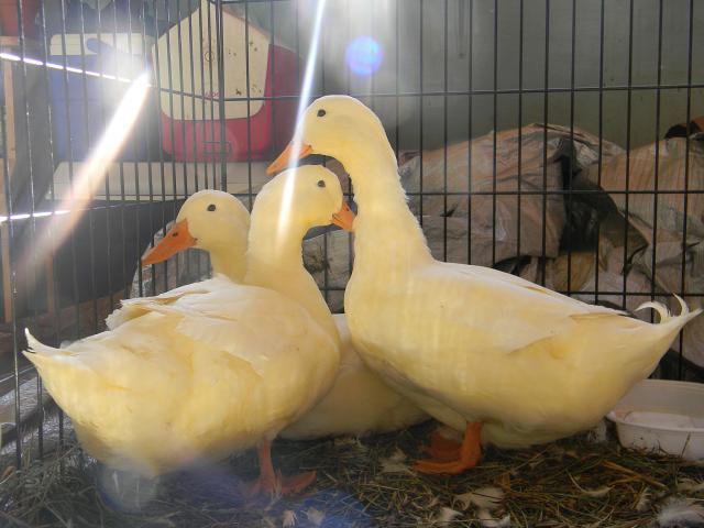 105726_ducks_theducks.jpg