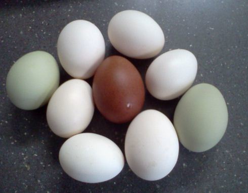 105805_eggs-11-8-11.jpg