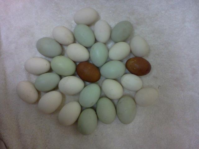 105805_eggs.jpg
