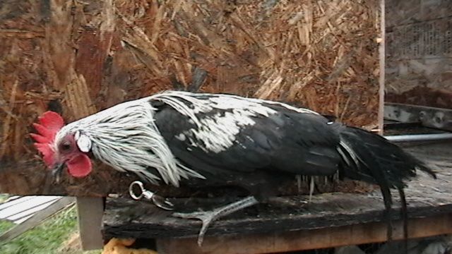 105825_imga0763.jpg