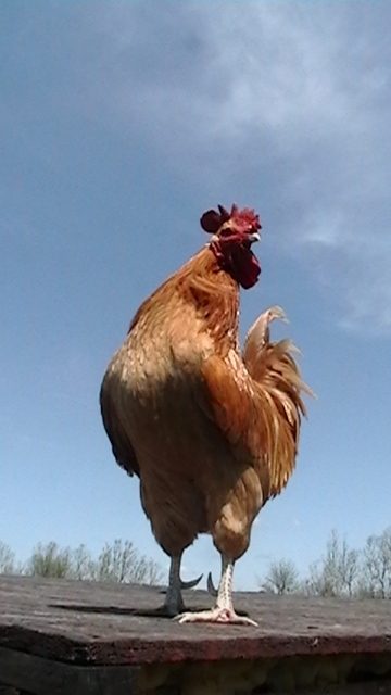 105825_rooster_posing-matthew_wenger.jpg